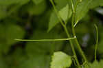 Garlic mustard